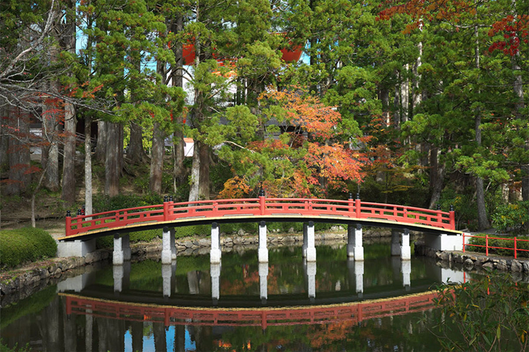 lotus pond